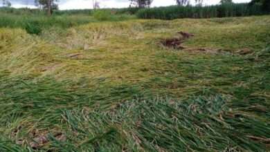 मुरगुड परिसरात पिकांचे मोठे नुकसान -