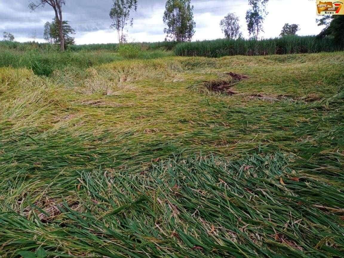 मुरगुड परिसरात पिकांचे मोठे नुकसान -