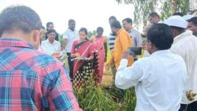 मा.खासदार भारती ताई पवार नुकसान ग्रस्तशेती चा आढावा घेण्यासाठी थेट शेतकऱ्याच्या शेताच्या बांधावर