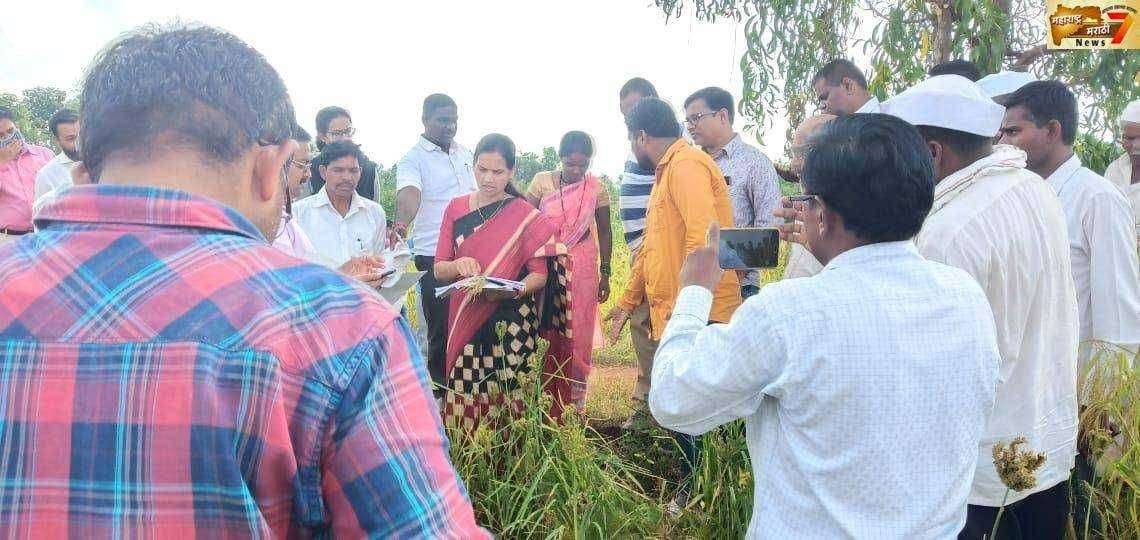 मा.खासदार भारती ताई पवार नुकसान ग्रस्तशेती चा आढावा घेण्यासाठी थेट शेतकऱ्याच्या शेताच्या बांधावर