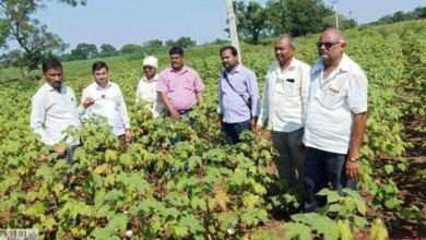 अमळनेर येथे पीक नुकसानीचे पंचनामे करण्यास सुरुवात