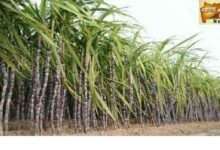 मसाका च्या संचालक मंडळातर्फे ऊस लागवडीसाठी ऊस उत्पादकानां आवाहन