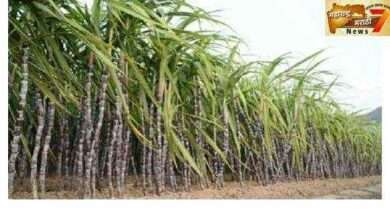 मसाका च्या संचालक मंडळातर्फे ऊस लागवडीसाठी ऊस उत्पादकानां आवाहन