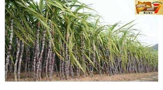 मसाका च्या संचालक मंडळातर्फे ऊस लागवडीसाठी ऊस उत्पादकानां आवाहन