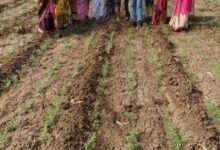 खानापूर येथे राष्ट्रीय अन्न सुरक्षा अभियान सन 2019-20 समूह पंक्ती प्रथम दर्शनी पीक प्रात्यक्षिक कार्यक्रम