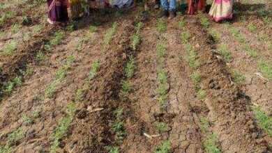 खानापूर येथे राष्ट्रीय अन्न सुरक्षा अभियान सन 2019-20 समूह पंक्ती प्रथम दर्शनी पीक प्रात्यक्षिक कार्यक्रम