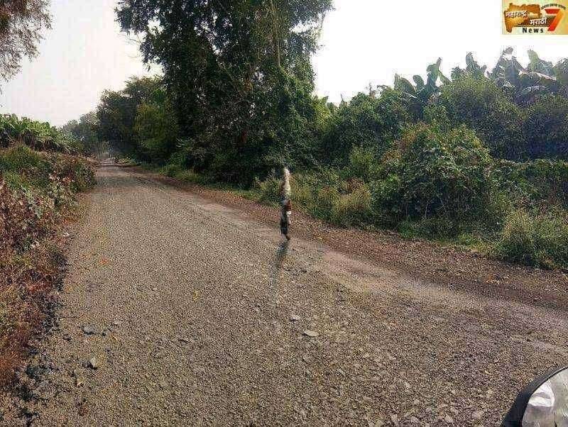 रावेर तालुक्यातील उटखेडा कळमोदा रस्त्याचे काम होतेय निष्कृष्ट परिसरातील वाहन धारक व शेतकऱ्यांनी व्यक्त करताय संताप....