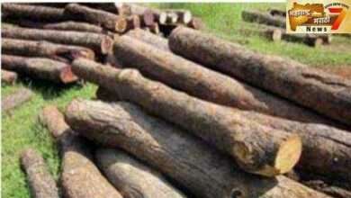 भवानी साँमीलच्या दप्तरातून सागवानी मालाचे बोगस पास.