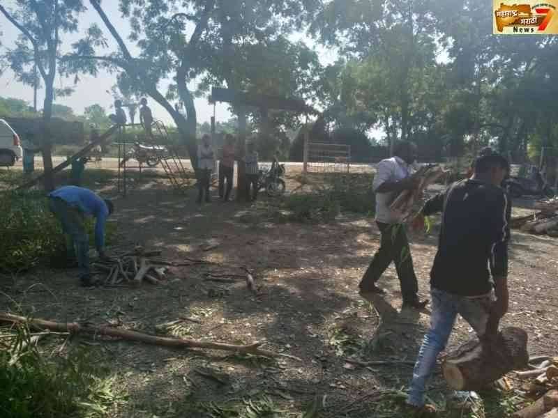 जि. प. प्राथमिक शाळेत हिरव्यागार झाडांची दिवसाढवळ्या कत्तल ;