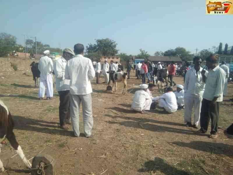 कृषी उत्पन्न बाजार समितीच्या प्रांगणातील जनावरांचा आठवडा बाजार नामशेष होण्याच्या मार्गावर