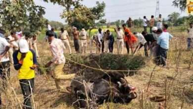 कोठारी शिवारात दोन अस्वलाचा विहिरीत पडून मृत्यू