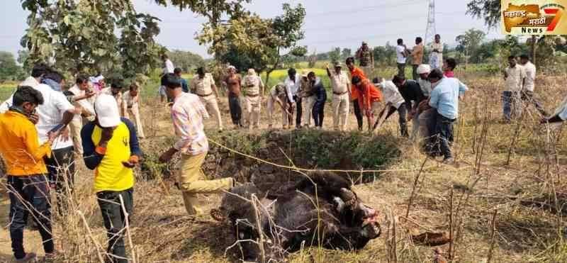 कोठारी शिवारात दोन अस्वलाचा विहिरीत पडून मृत्यू