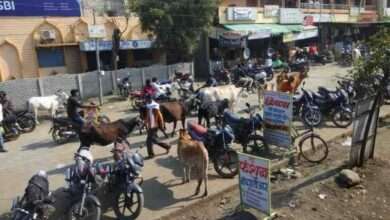 भटकी जनावरे ठरत आहेत वाहतुकीस अडथळा
