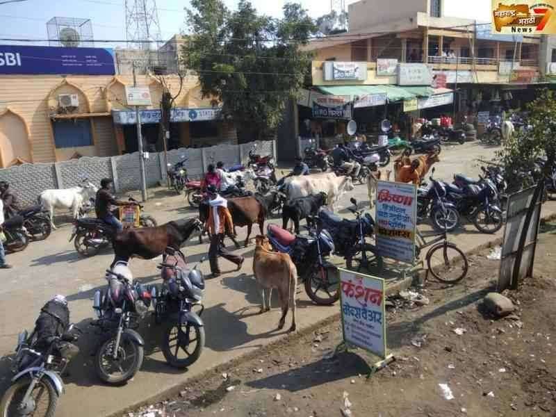 भटकी जनावरे ठरत आहेत वाहतुकीस अडथळा