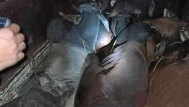 गो तस्करीसाठी जाणाऱ्या जनावरांची सुटका पुसद पोलिसांची धडाकेबाज कार्यवाही