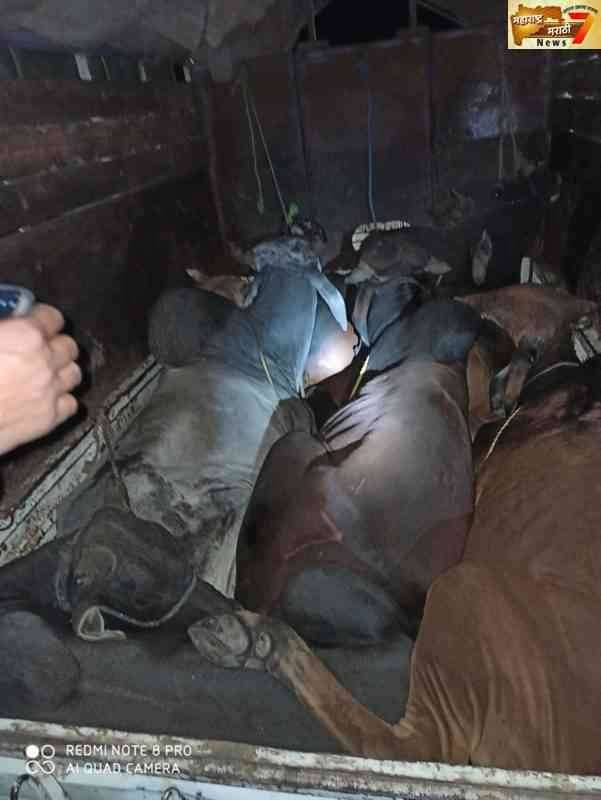 गो तस्करीसाठी जाणाऱ्या जनावरांची सुटका पुसद पोलिसांची धडाकेबाज कार्यवाही