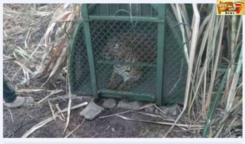 इंदापूर व बारामती तालुक्यात वावरणारा बिबट्या अखेर जेरबंद