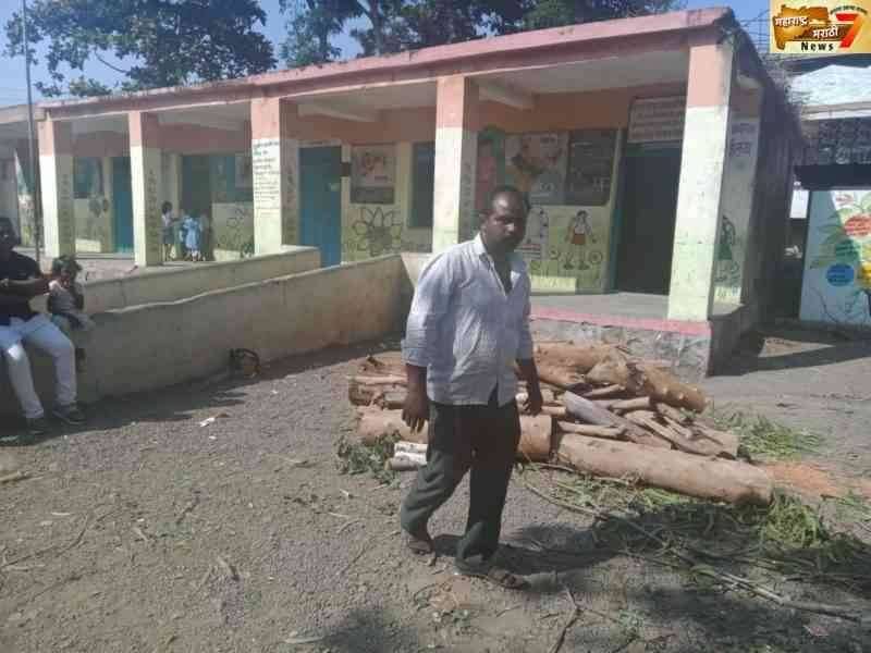 जि. प. प्राथमिक शाळेत हिरव्यागार झाडांची दिवसाढवळ्या कत्तल ;