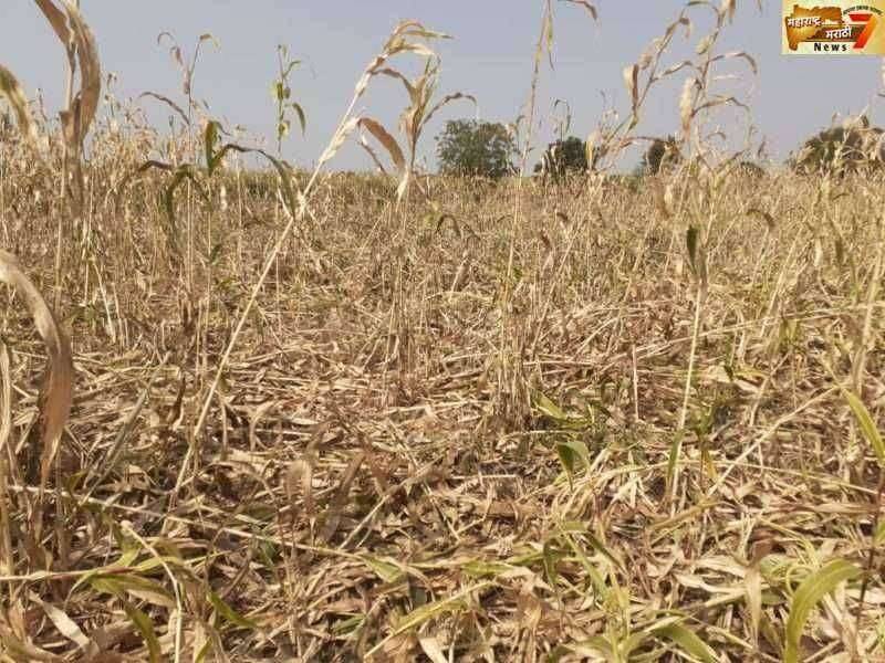 डोमगाव शिवारातील उभी ज्वारीच्या पिकांची रानडुकरांकडुन नासधुस शेकडो एकर मधील ज्वारीचे नुकसान