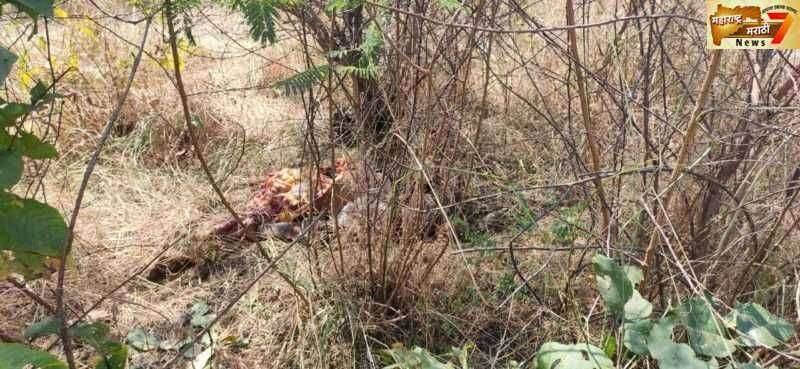 वाघाच्या हल्ल्यात शेतकरी ठार