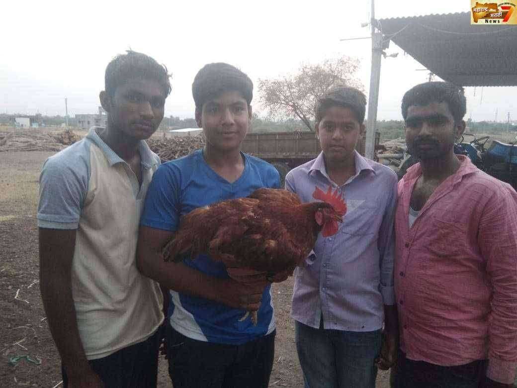 लोणंद शहरांमध्ये कोंबड्याचा रूप असलेली कोंबडी नैसर्गिक चमत्कार