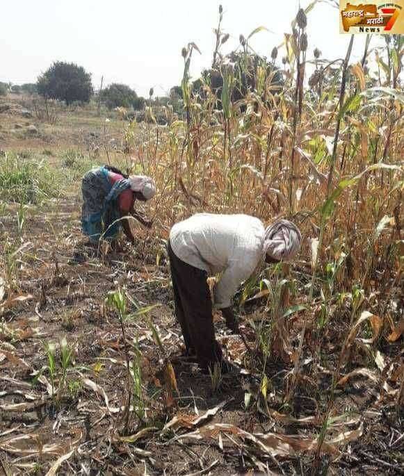ज्वारी काढणीस मजूर मिळेना... शेतकऱ्यांची होतेय दैना..
