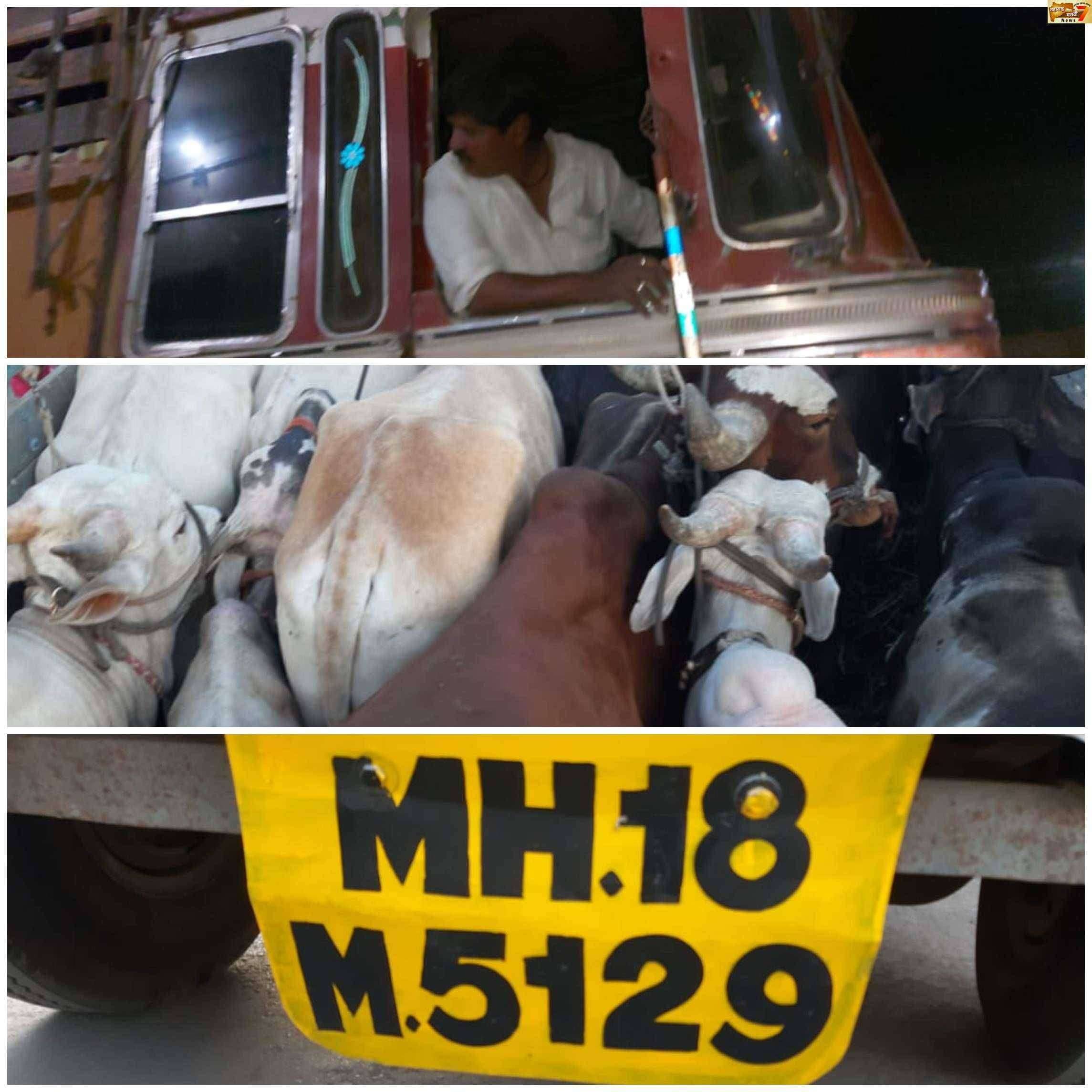 ?Big Breaking अमळनेर येथे गायींनी भरलेला ट्रक पकडला...