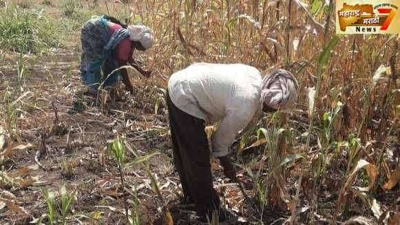ज्वारी काढणीस मजूर मिळेना... शेतकऱ्यांची होतेय दैना..