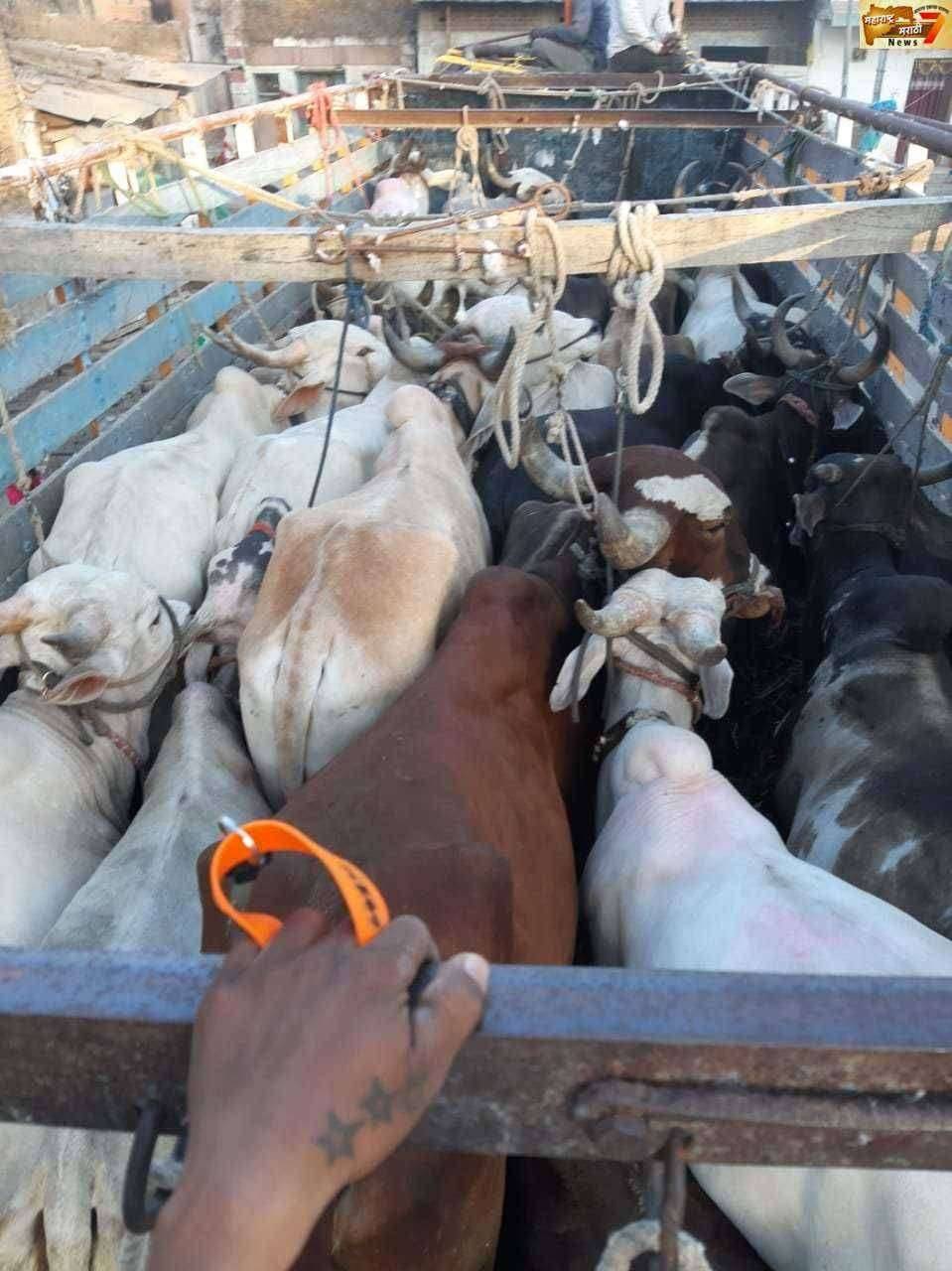 ?Big Breaking अमळनेर येथे गायींनी भरलेला ट्रक पकडला...