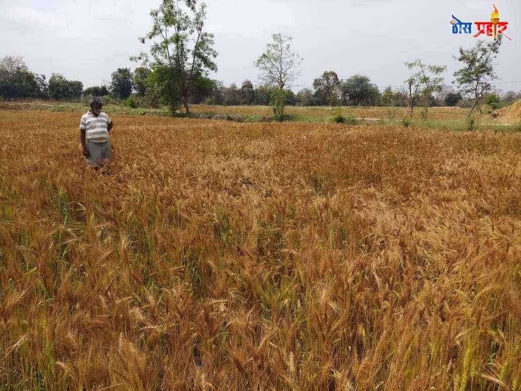 शेतकरी उपाशी शासकीय कर्मचारी तुपाशी–---- अधिकाऱ्यांचे अप-डाऊन सुरूच....