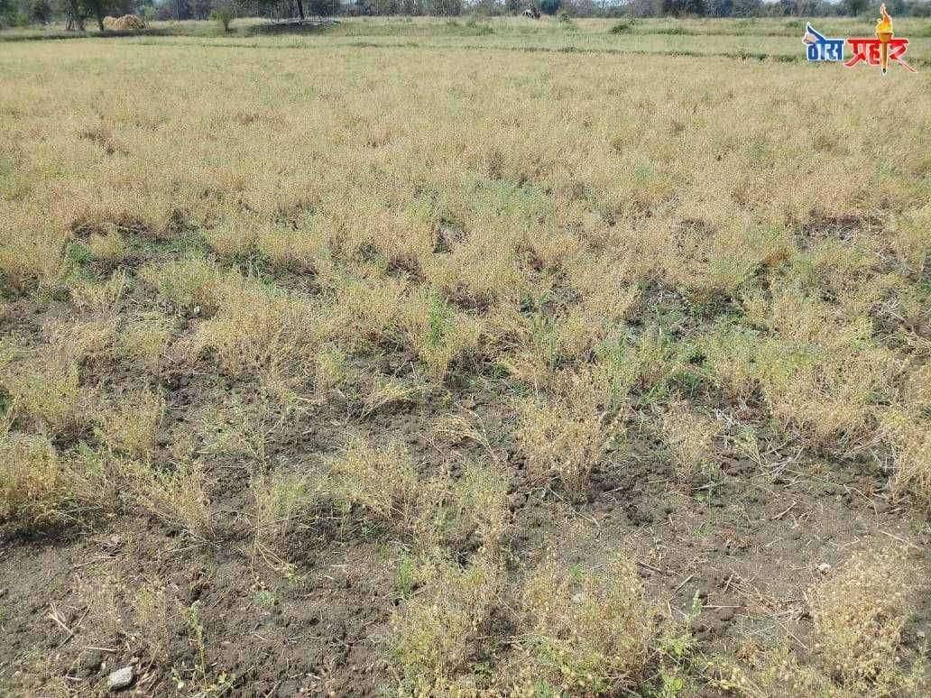 शेतकरी उपाशी शासकीय कर्मचारी तुपाशी–---- अधिकाऱ्यांचे अप-डाऊन सुरूच....