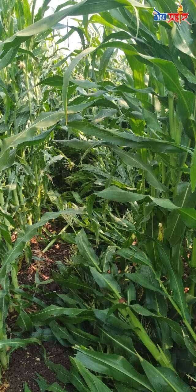 ? Big Breaking...अमळनेर तालुक्यातील अवकाळी पावसामुळे शेतकऱ्यांचे प्रचंड नुकसान... शासकीय अधिकाऱ्यांनी तातडीने पंचनामे करून शेतकऱ्यांना द्यावा न्याय..