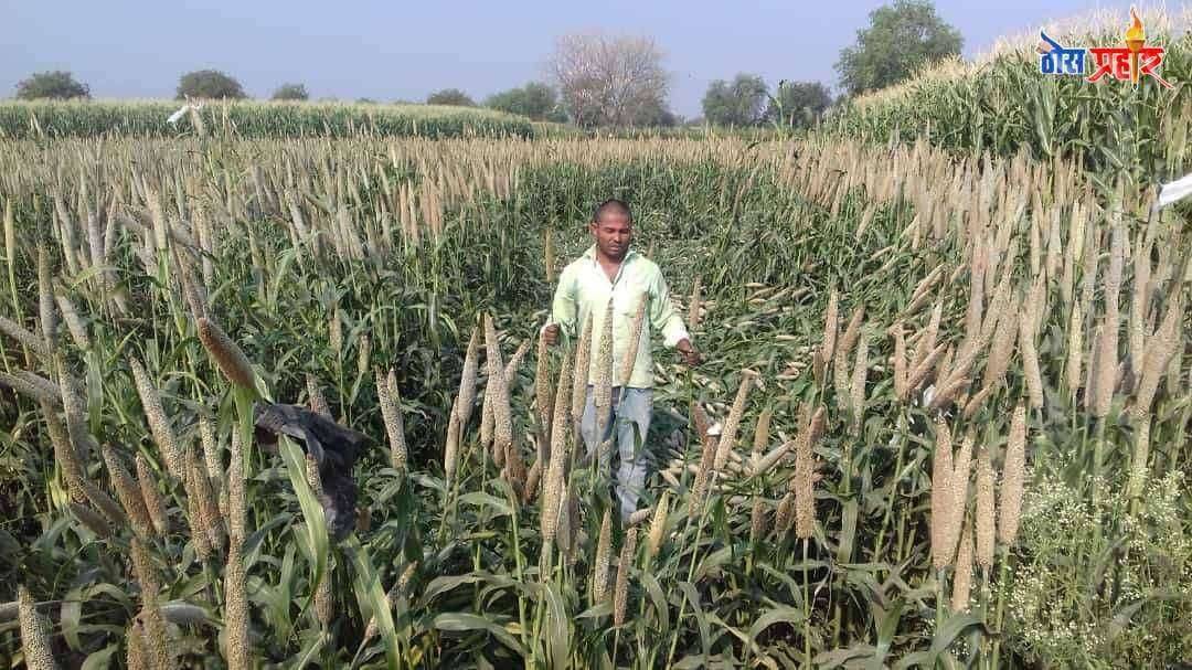 ? Big Breaking...अमळनेर तालुक्यातील अवकाळी पावसामुळे शेतकऱ्यांचे प्रचंड नुकसान... शासकीय अधिकाऱ्यांनी तातडीने पंचनामे करून शेतकऱ्यांना द्यावा न्याय..