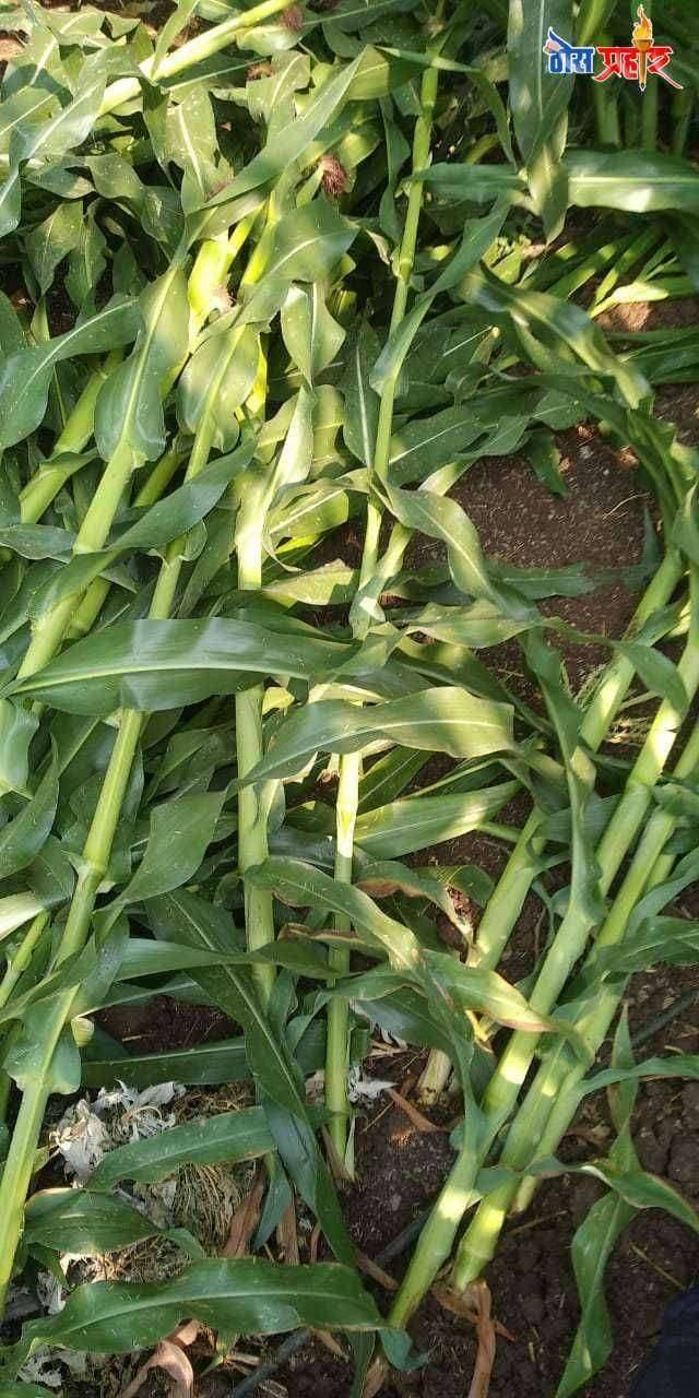संजय शालीक पाटील ,तळवाडे,ता अमळनेर यांच्या शेतातील मका