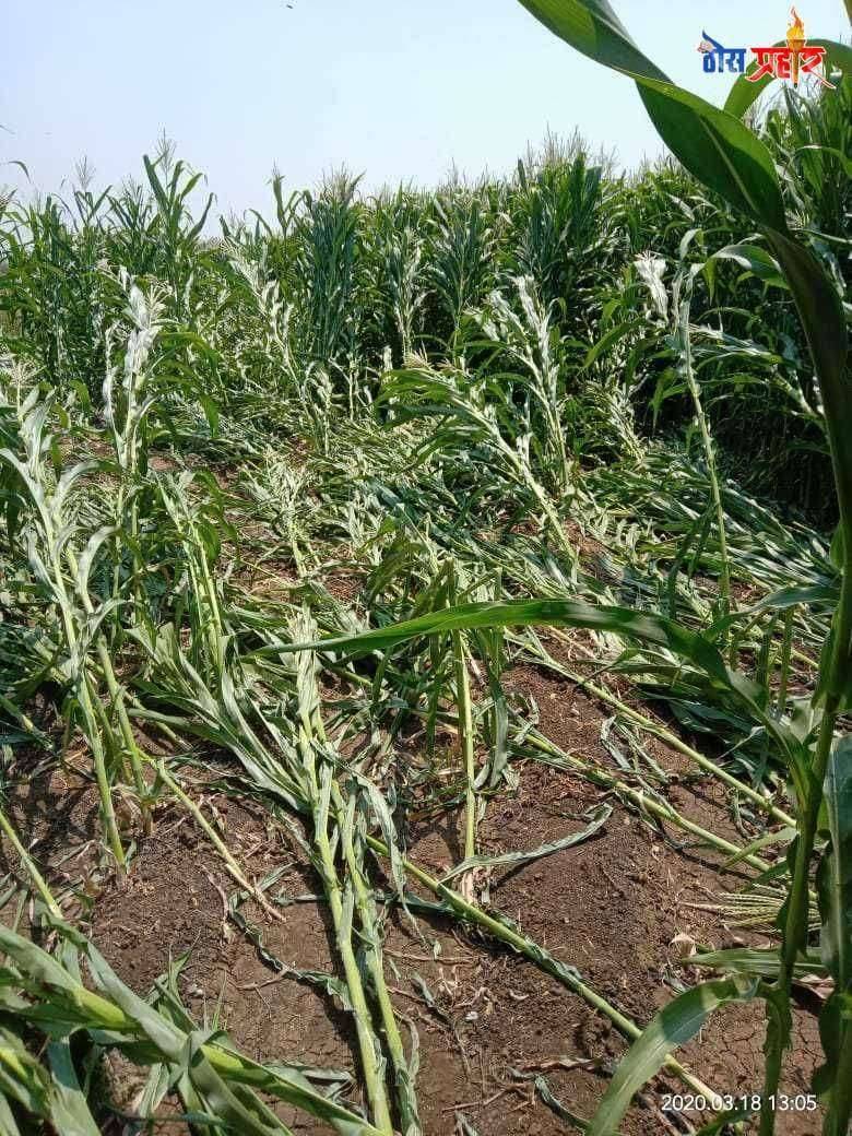 शिरूड परिसरात मक्याला वादळ  वाऱ्याचा फटका मक्याचे मोठ्या प्रमाणात नुकसान