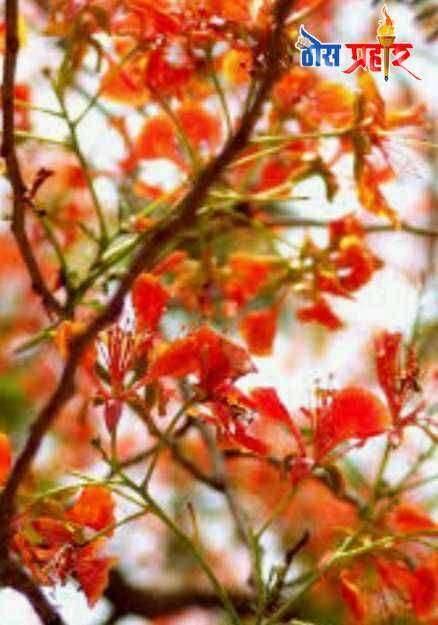 ? निसर्गाचा अक्षय ठेवा जतन करू या...अक्षय तृतीया