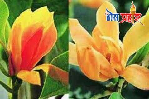 ? निसर्गाचा अक्षय ठेवा जतन करू या...अक्षय तृतीया