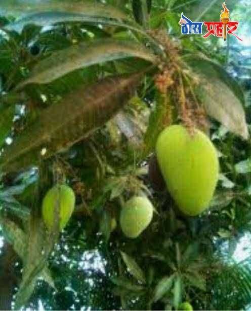 ? निसर्गाचा अक्षय ठेवा जतन करू या...अक्षय तृतीया