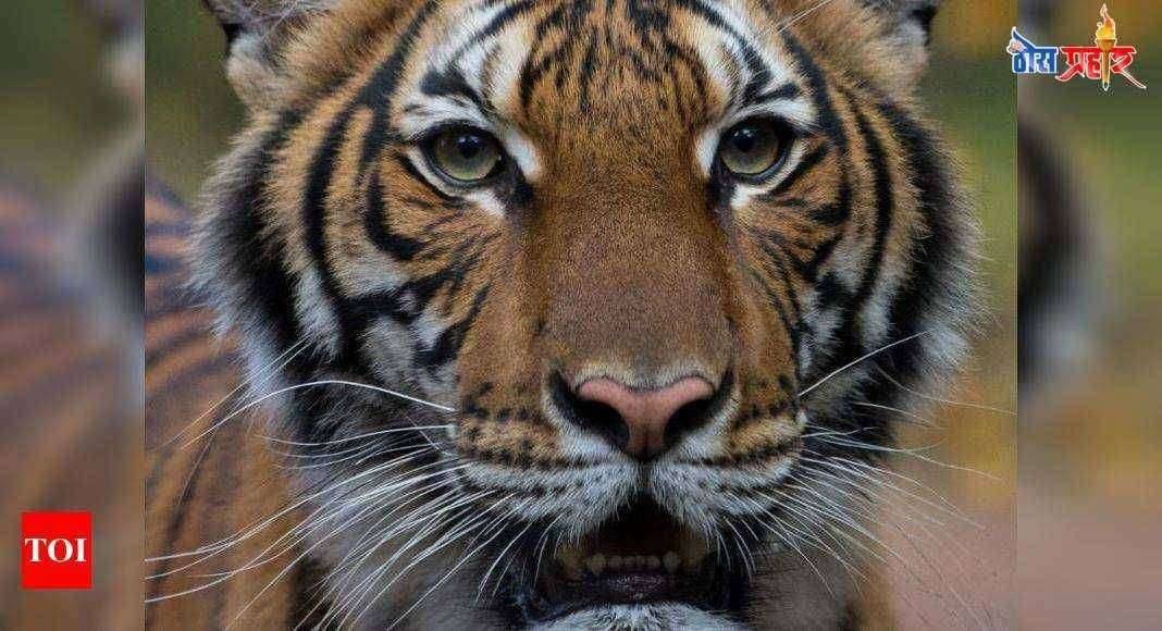 Bronx Zoo Tiger Coronavirus: Tiger at New York's Bronx Zoo tests positive for coronavirus | World News