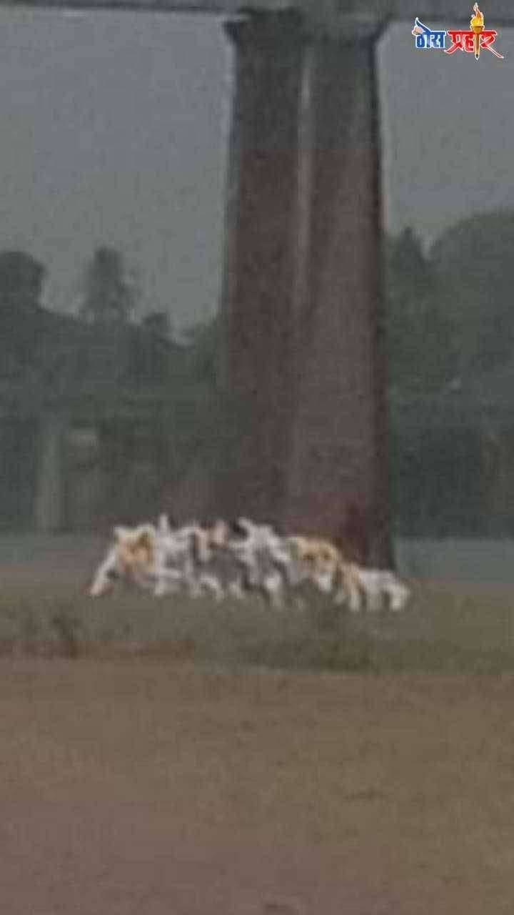 रात्रीच्या वेळी पंढरपूर शहराचा नदीकाठ बनतोय वाळू माफियांचा बिजनेस