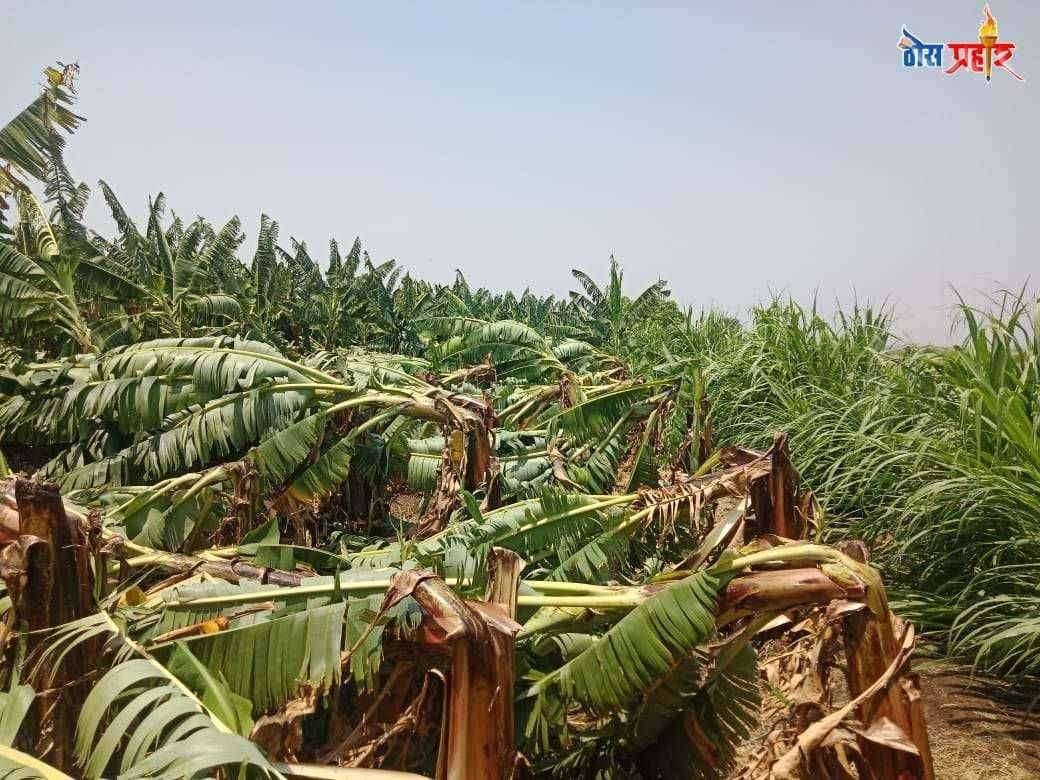 ?️ हाता तोंडाला आलेला घास पुन्हा हिरावला,वादळी वाऱ्या सह अवकाळी पावसाचा कहर केळी,द्राक्षे बागा जमीनदोस्त..लाखोचे नुकसान