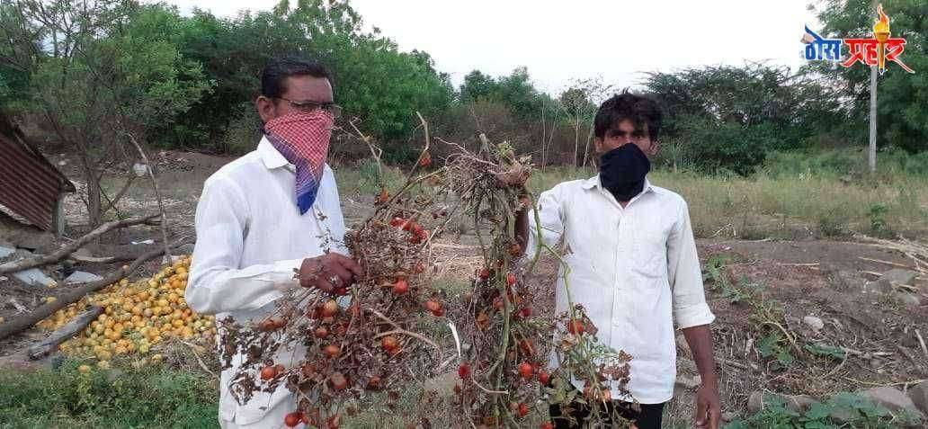 तपसे चिंचोलीचा भाजीपाला उत्पादक शेतकरी मैनू पठाण आला दुहेरी संकटात कोरोना लॉकडाऊन मुळे बंद बाजारपेठा मुळे भाजीपाला शेतातच लागला सड