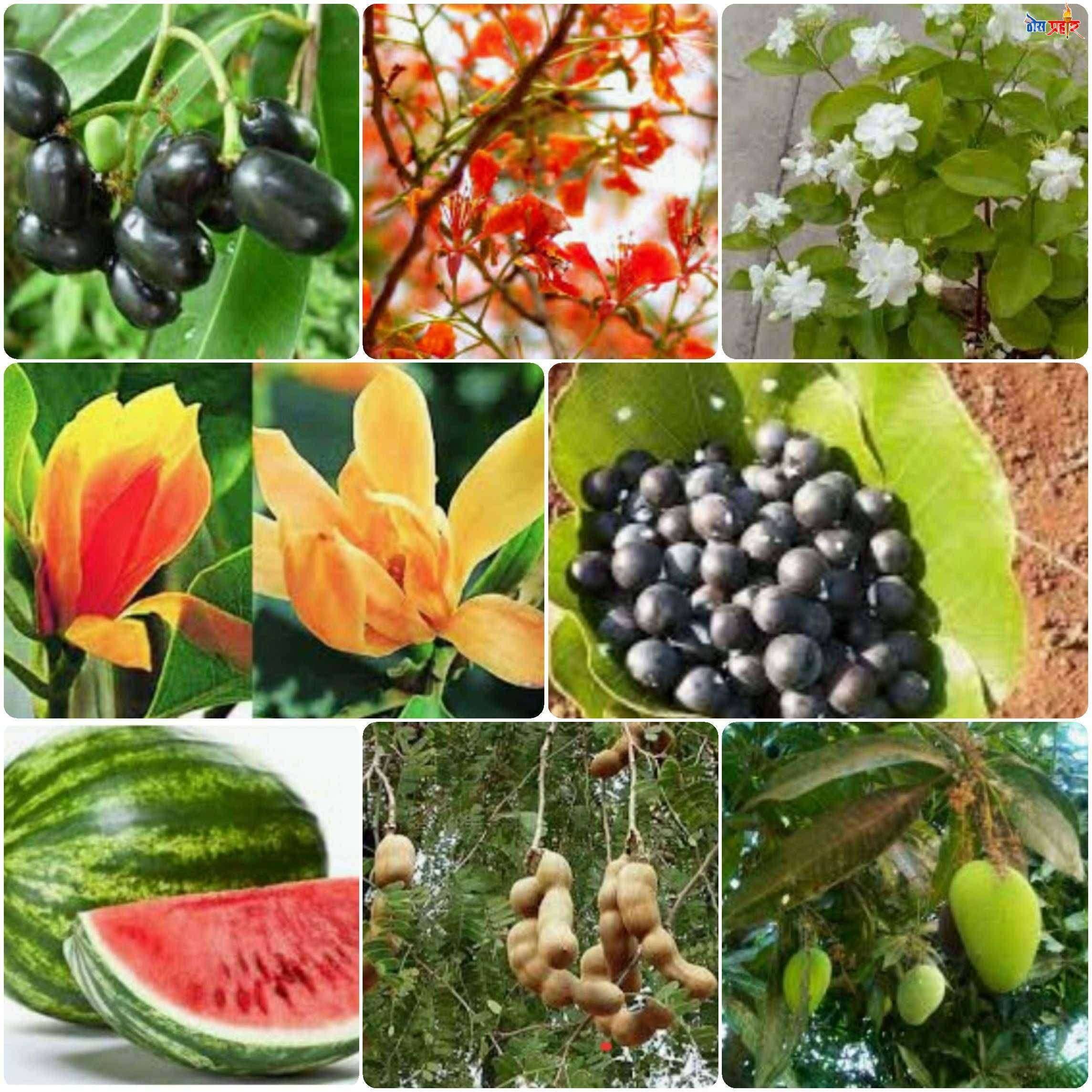 ? निसर्गाचा अक्षय ठेवा जतन करू या...अक्षय तृतीया