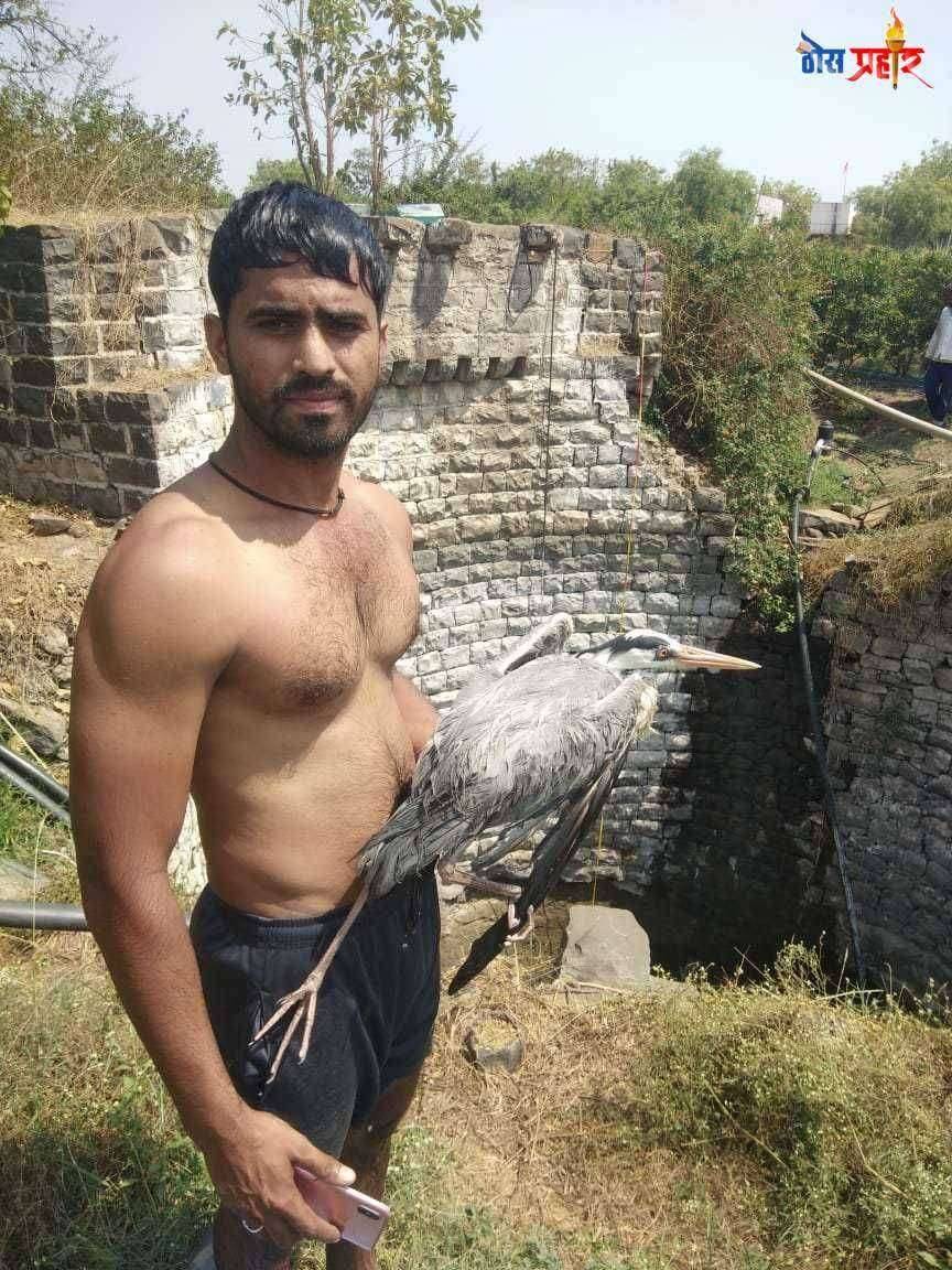 वनगळीतील युवकांनी वाचवले दुर्मिळ पक्षाचे प्राण..