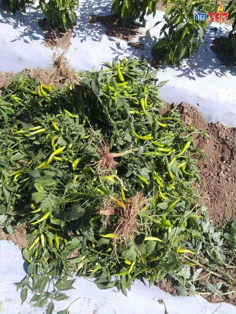 लॉकडाऊनमुळे भाजीपाला विक्रीस अडचणी बाजारभाव मिळत नसल्याने शेतकरी हिरामण शेवाळे यांनी मिरची पिक उपटून फेकले.