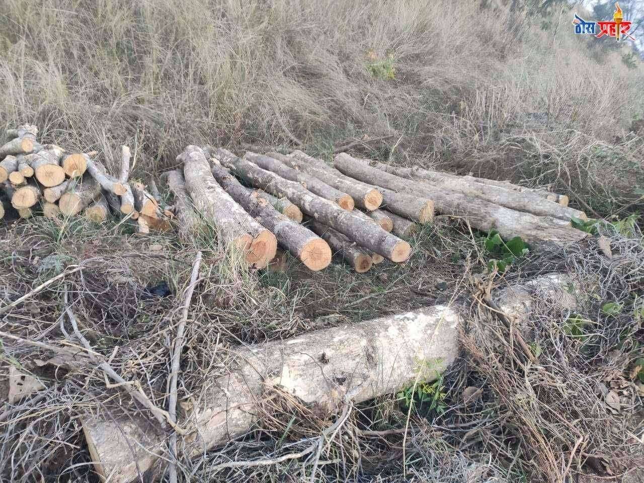 सागवान तस्करील उधान चोरटे मोकाट भिसी उपवनक्षेत्रात सागवान झाडांची पुन्हा कत्तल.अधिकाऱ्याचाच हाथ असल्याची शक्यता.शेतच कुंपन खात आहे