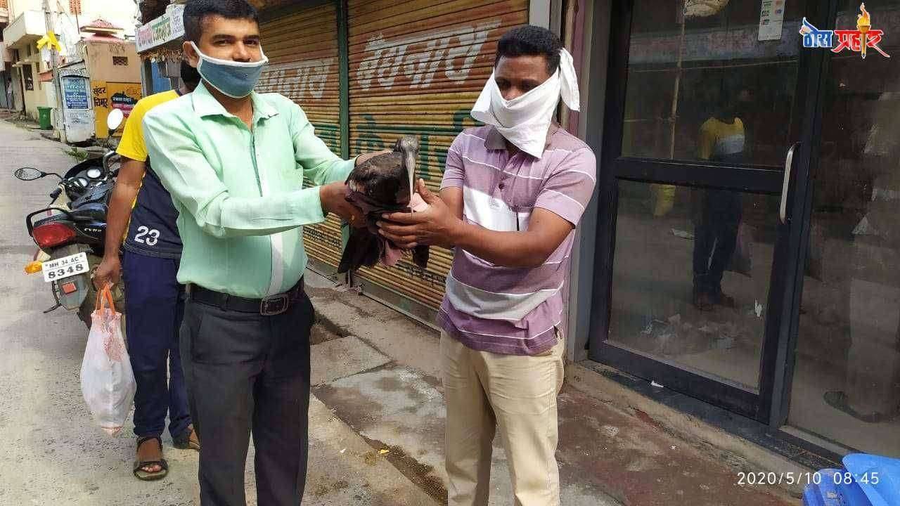 चिमुरात ब्लँक आयविज जखमी पक्ष्याला जीवनदान --:::पक्ष्याचे उपचार करुन वनविभागाच्या स्वाधीन