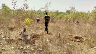 चांप्यात मनरेगा योजनेअंतर्गत २४ मजुरांना मिळाला रोजगार, ;सरपंच अतिश पवार यांचा पुढाकार