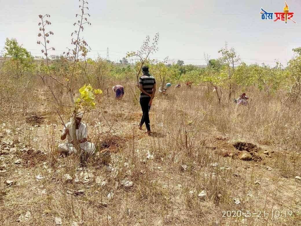 चांप्यात मनरेगा योजनेअंतर्गत २४ मजुरांना मिळाला रोजगार, ;सरपंच अतिश पवार यांचा पुढाकार