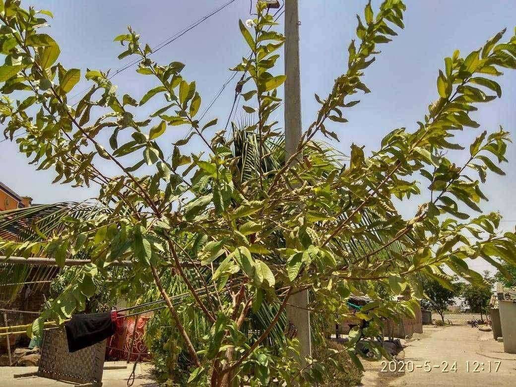 नागपुरात ४६.७ वाढत्या तापमनामुळे झाडे जाळायला लागली..